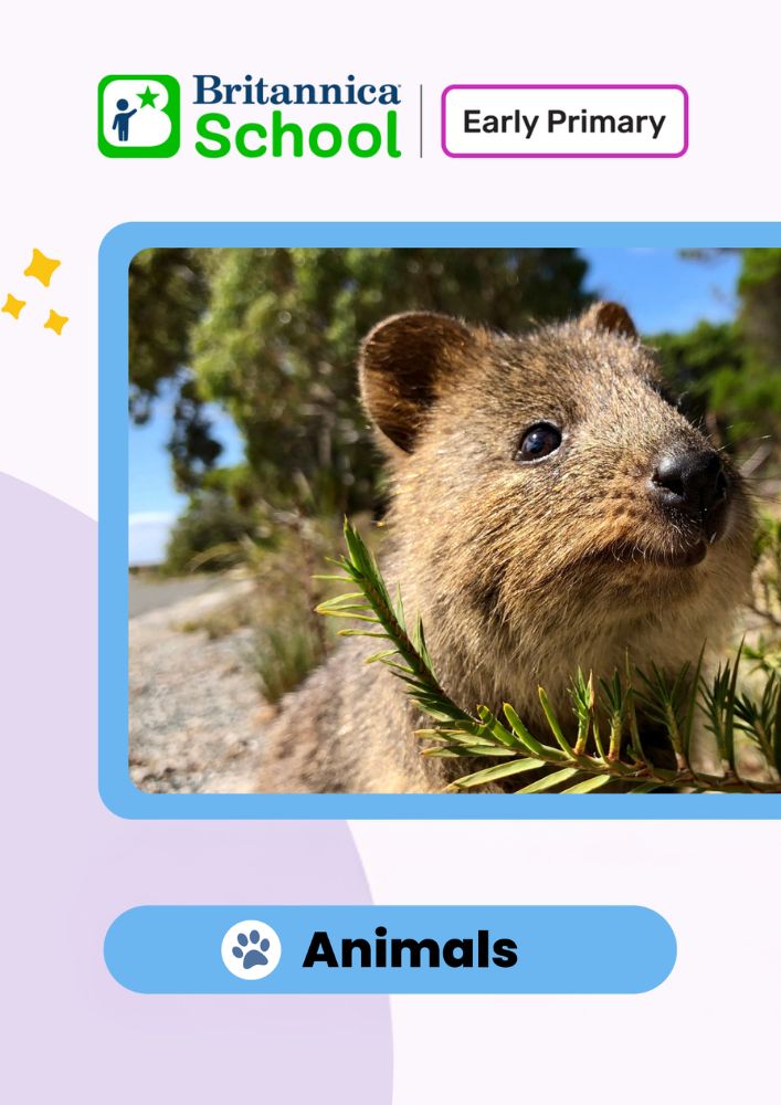 Animals: Early Primary