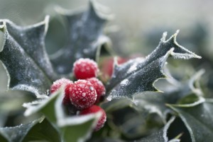 Holly
