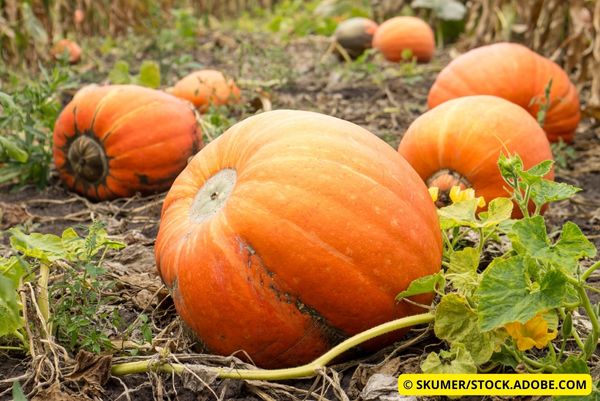 Large Pumpkin