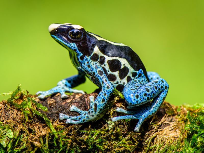 Blue frog photo - Option 2