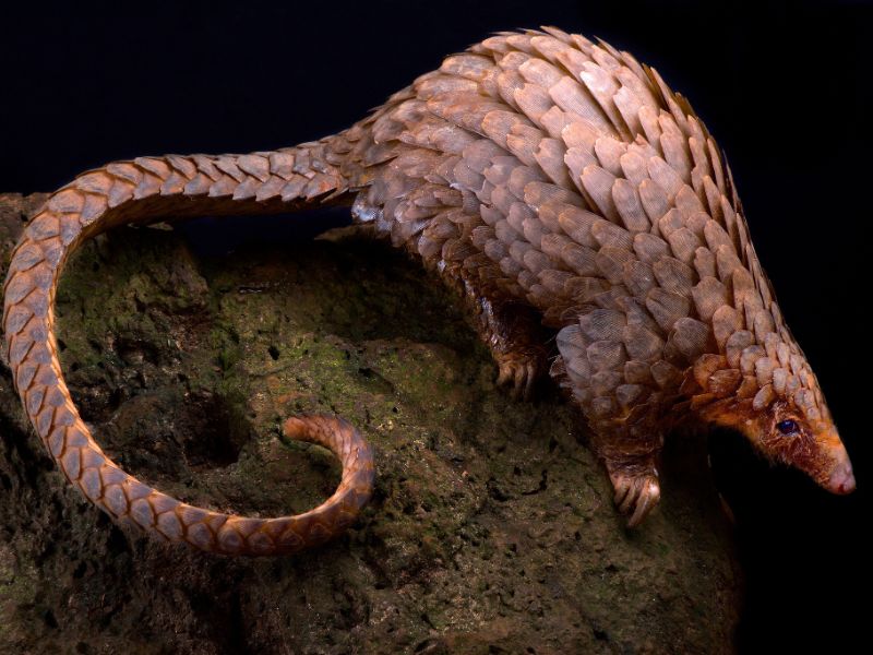 Pangolin - Option 2