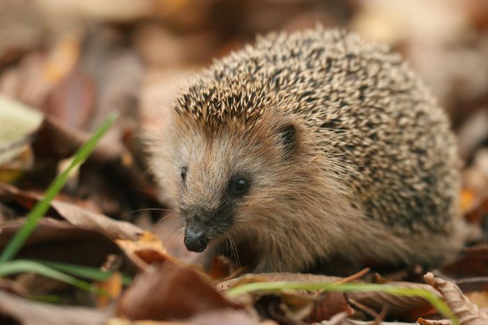 Hedgehog curled up in leaves