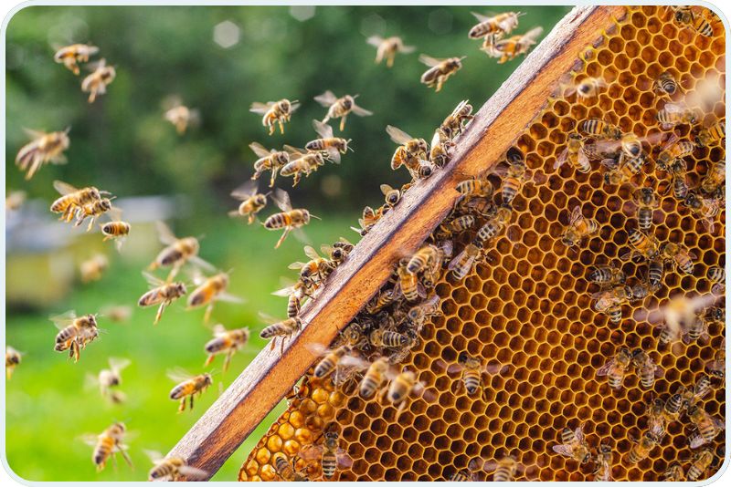 A honeybee hive (not the one used in the study) is seen here.