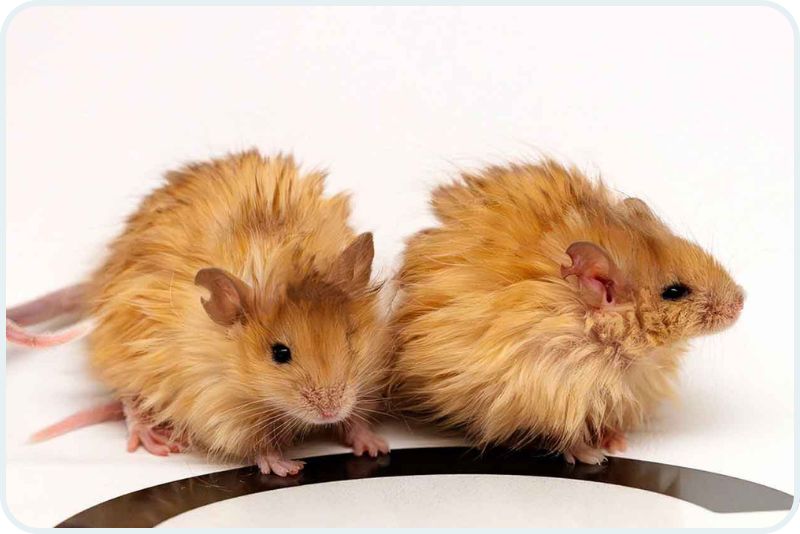 Genetics company Colossal Biosciences created “woolly mice.”