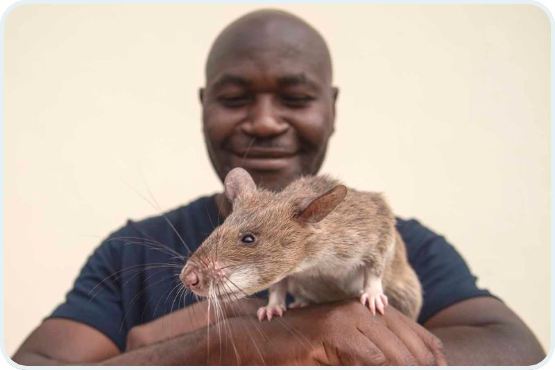 An APOPO employee holds one of the African giant pouched rats that have been trained to detect signs of danger.