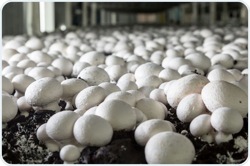 Mushroom Farm