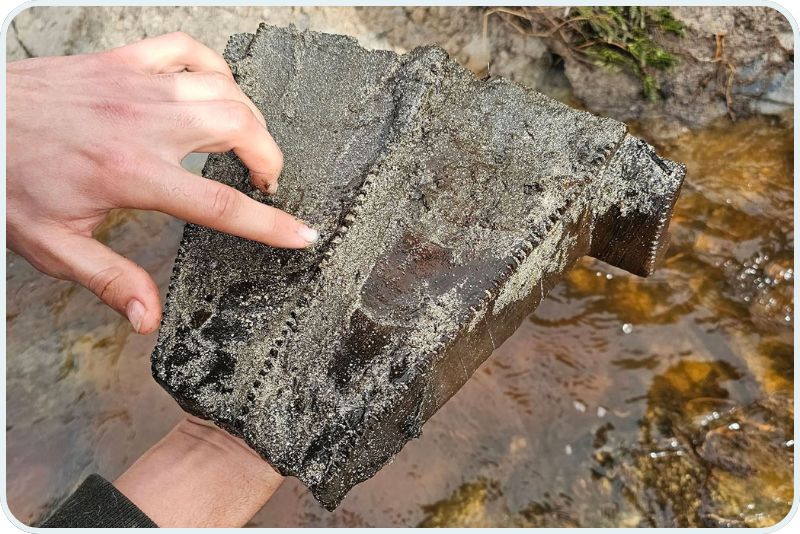 Ancient waka canoe piece