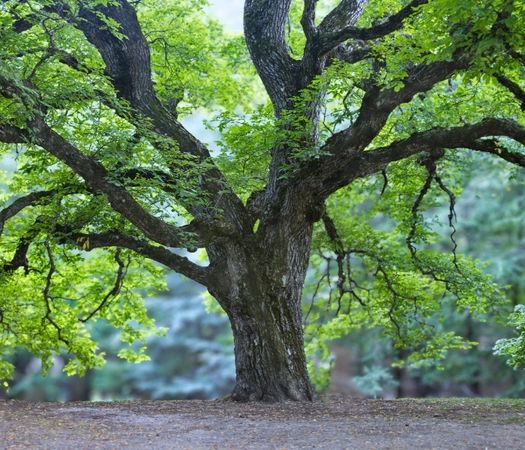 Very large tree with several branches and green leaves