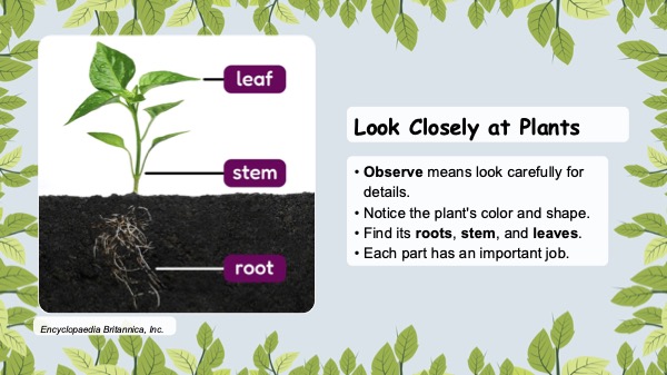 Presentation slide featuring a photo of plant parts with a prompt to analyze each part